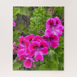 Heet Roze Martha Washington Ooievaarsbek, Oakland Legpuzzel