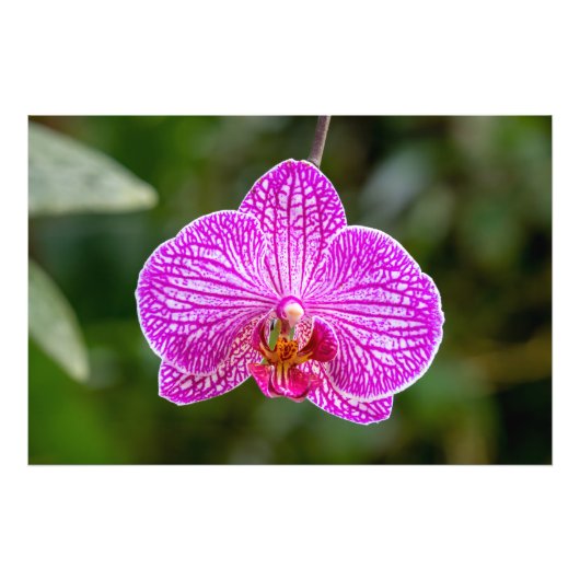 Heet Roze Paarse Orchidee Bloem Foto Afdruk (Voorkant)