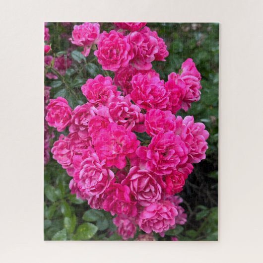Heet Roze Polyantha Roos, Oakland Legpuzzel (Verticaal)