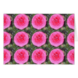 Heet Roze Ranunculus Bloemen