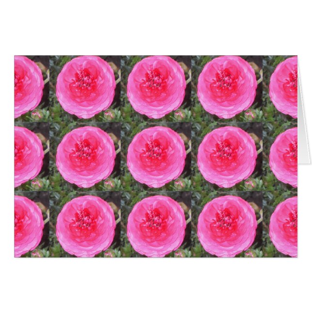 Heet Roze Ranunculus Bloemen (Voorkant Horizontaal)