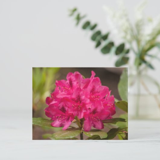 Heet Roze Rhododendron Bloemen Briefkaarten (Staand voorkant)