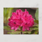 Heet Roze Rhododendron Bloemen Briefkaarten (Voorkant)