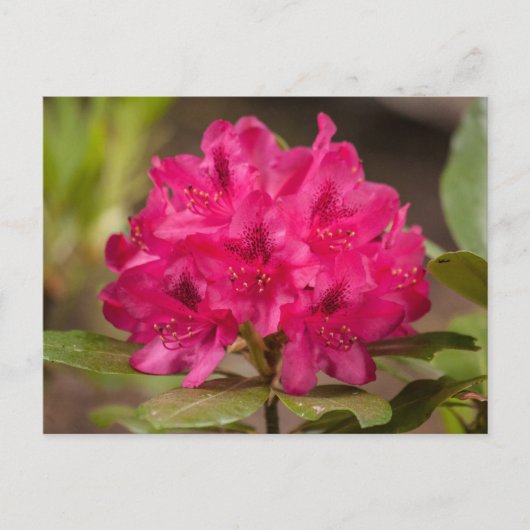 Heet Roze Rhododendron Bloemen Briefkaarten (Voorkant)