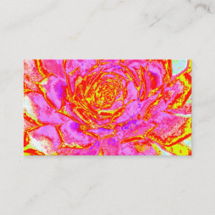 Heet roze, rode en gele succulent Sedum rozet Visitekaartje