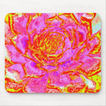 Heet roze, rode en gele succulente Sedum rozet