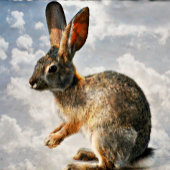 Heet Roze Roos op Zwart Stropdas