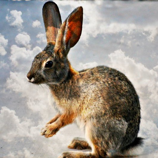 Heet Roze Roos op Zwart Stropdas