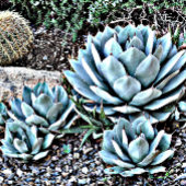 Heet Roze Roos op Zwart Stropdas