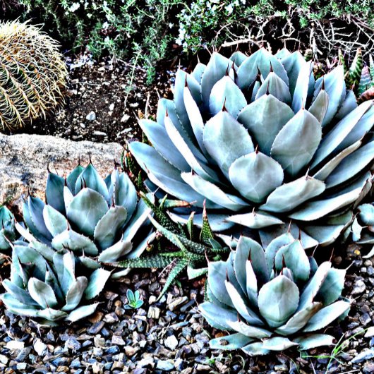 Heet Roze Roos op Zwart Stropdas