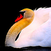 Heet Roze Roos op Zwart Stropdas