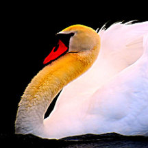 Heet Roze Roos op Zwart Stropdas