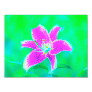 Heet Roze Stargazer Lelie op Turquoise en Groen Foto Afdruk