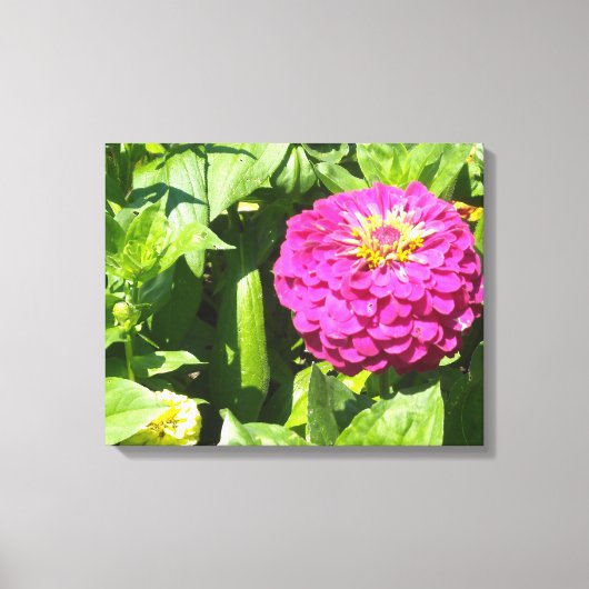 Heet Roze Zinnia Canvas Afdruk (Voorkant)