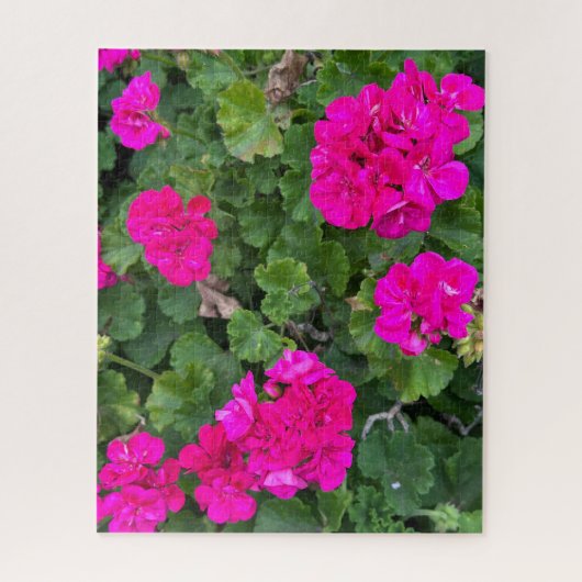 Heet Roze Zonale Geranium, San Mateo Legpuzzel (Verticaal)