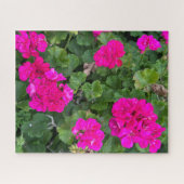 Heet Roze Zonale Geranium, San Mateo Legpuzzel (Horizontaal)