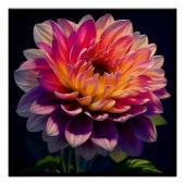 Heet Sinaasappel en Roze Dahlia Flower Perfect Poster (Voorkant)