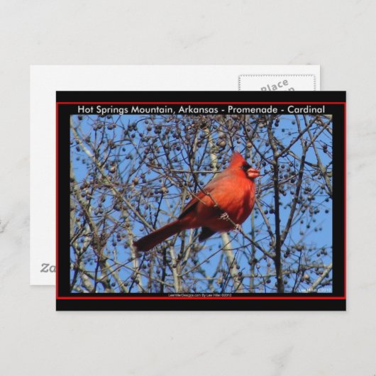 Heet Springs Mountain Promenade Kardinaal Gifts Briefkaart (Voorkant / Achterkant)