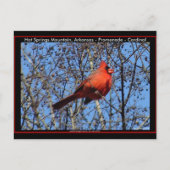 Heet Springs Mountain Promenade Kardinaal Gifts Briefkaart (Voorkant)