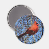 Heet Springs Mountain Promenade Kardinaal Gifts Magneet (Voorkant / Achterkant)