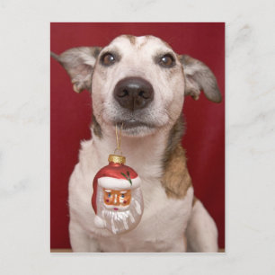 Hefboom Russell Terrier Holding Christmas Ornament Feestdagenkaart