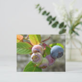 Heidelbeere Postkarte Briefkaart (Staand voorkant)