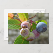 Heidelbeere Postkarte Briefkaart (Voorkant / Achterkant)