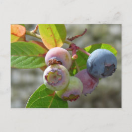 Heidelbeere Postkarte Briefkaart