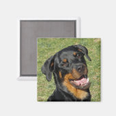 Heidi Cute Rottweiler Magnet (Voorkant / Achterkant)