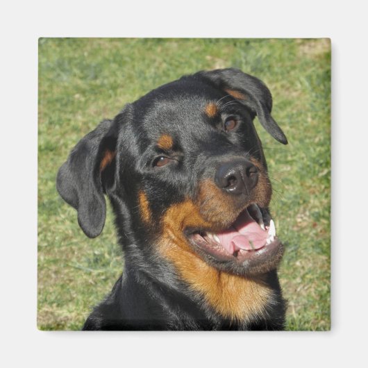 Heidi Cute Rottweiler Magnet (Voorkant)