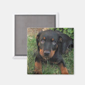 Heidi Guilt Puppy Magnet (Voorkant / Achterkant)