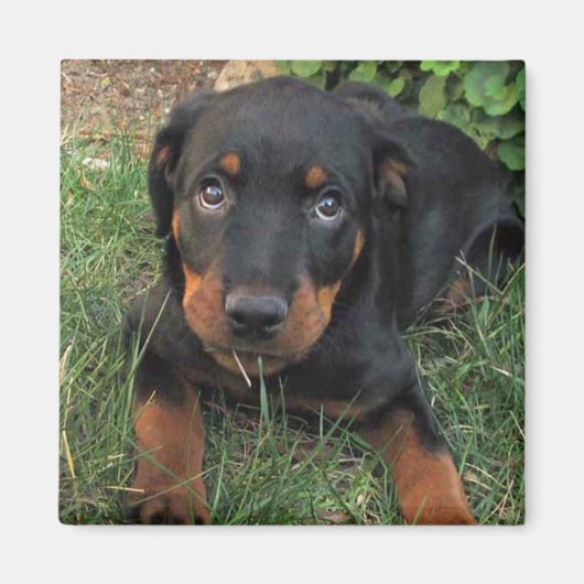 Heidi Guilt Puppy Magnet (Voorkant)
