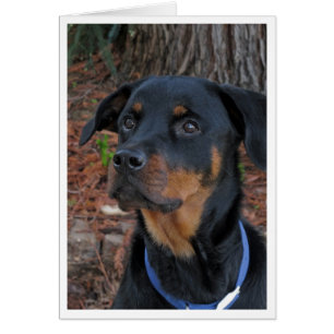 Heidi Rottweiler Blank Wenskaart
