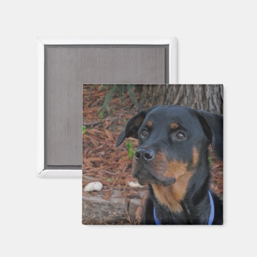 Heidi Rottweiler Magnet (Voorkant / Achterkant)