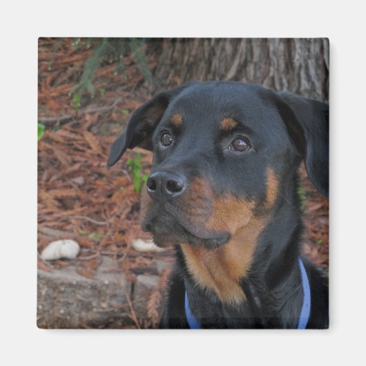 Heidi Rottweiler Magnet (Voorkant)