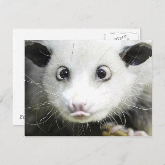 Heidi The Cross Eyed Opossum Briefkaart (Voorkant / Achterkant)