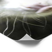 Heidi The Cross Eyed Opossum Poster (Hoek)