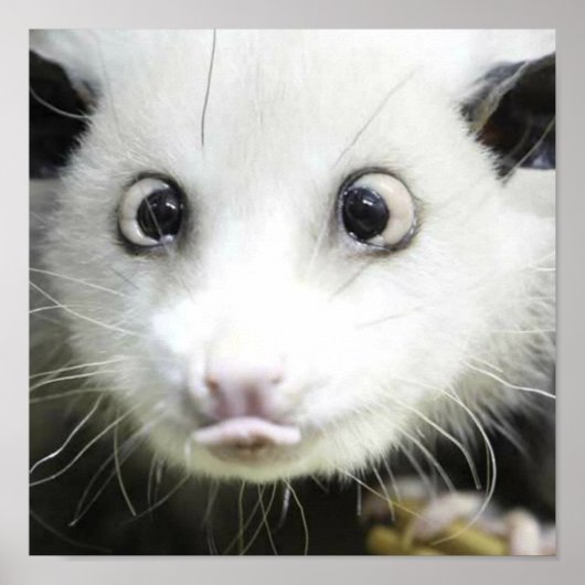 Heidi The Cross Eyed Opossum Poster (Voorkant)