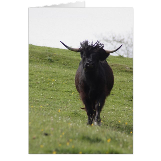 Heilan Coo loopt (Voorkant)