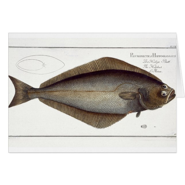 heilbot (Pleuronectes Hippoglossus) bord XLVII fr (Voorkant Horizontaal)