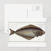 heilbot (Pleuronectes Hippoglossus) bord XLVII fr Briefkaart (Voorkant / Achterkant)