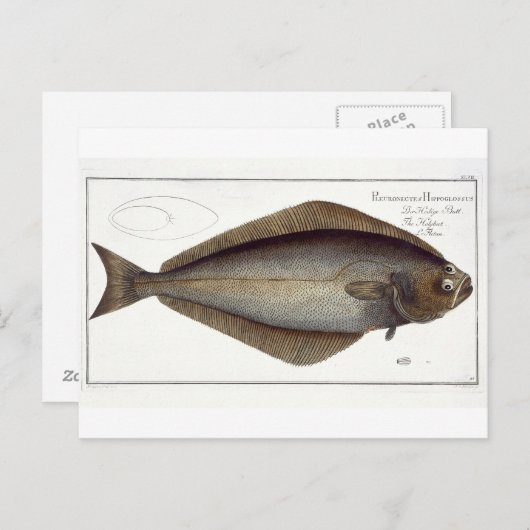 heilbot (Pleuronectes Hippoglossus) bord XLVII fr Briefkaart (Voorkant / Achterkant)