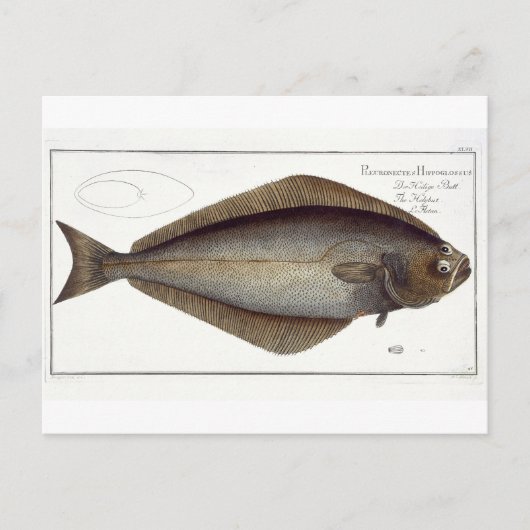 heilbot (Pleuronectes Hippoglossus) bord XLVII fr Briefkaart (Voorkant)