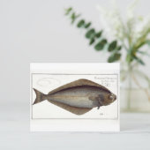 heilbot (Pleuronectes Hippoglossus) bord XLVII fr Briefkaart (Staand voorkant)