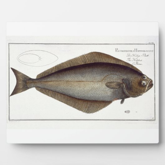 heilbot (Pleuronectes Hippoglossus) bord XLVII fr Fotoplaat (Voorkant)