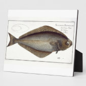heilbot (Pleuronectes Hippoglossus) bord XLVII fr Fotoplaat (Zijkant)