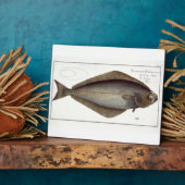 heilbot (Pleuronectes Hippoglossus) bord XLVII fr Fotoplaat (Zijkant)
