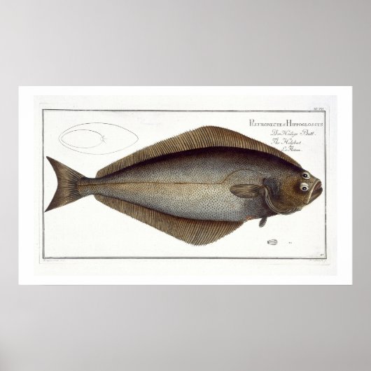 heilbot (Pleuronectes Hippoglossus) bord XLVII fr Poster (Voorkant)