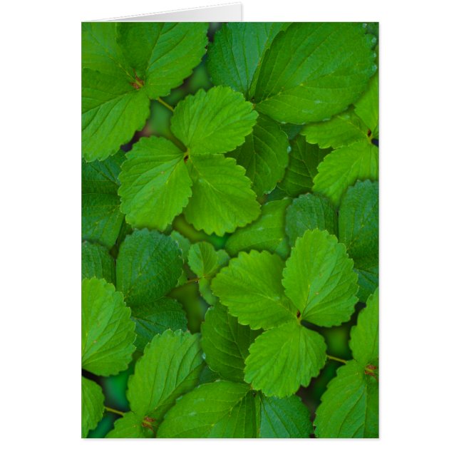 Heilige Basilicum Tulsi groene munt bladeren (Voorkant)