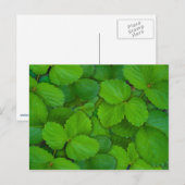 Heilige Basilicum Tulsi groene munt bladeren Briefkaart (Voorkant / Achterkant)